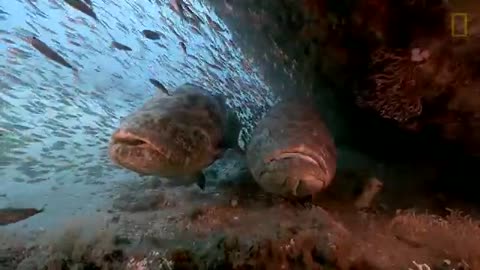 Photographer Swims With Huge Goliath Groupers - National Geographic