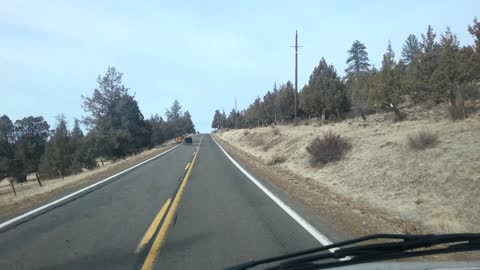 Ran into a herd of cows on the highway