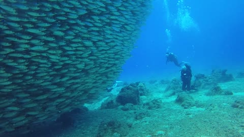 A very large school of fish!