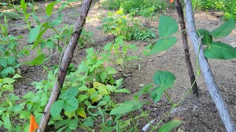 Growing Pretzel Beans