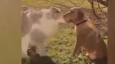 Funny Hen and dog video.cu