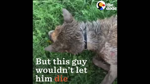 Dog Found Near Death is So Happy Now + Dog Rescues That Will Make You Cry | The Dodo Top 5