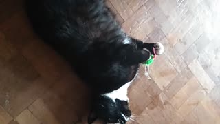 Milkshake vs toy