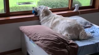 Golden Retriever Fell Asleep with Ball in Her Mouth