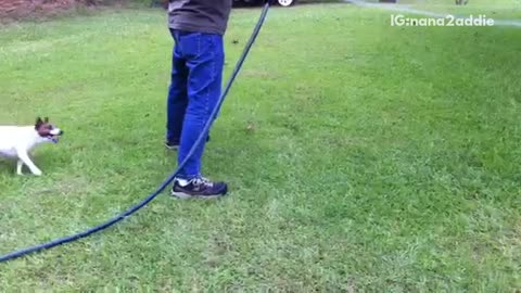 Small brown white dog goes crazy for water sprinklers