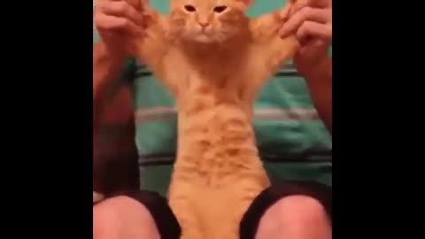 Hilarious Cat Talking Moments Compilation with Songs and Fails 🐱😹🎶