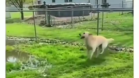 😂🐾 Funniest Animal Moments - You Won't Stop Laughing! Part-13 part-7