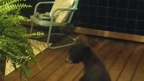 Bear Cub Gets in Trouble with Momma