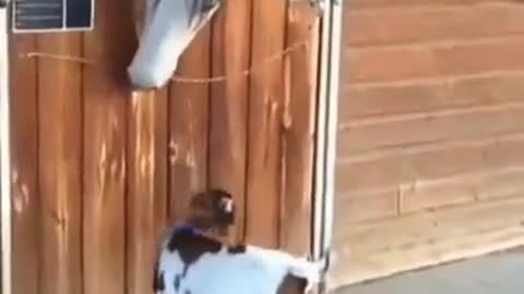 OMG!!! Two leg goat facing Horse