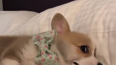 Corgi puppy refuses to get out of bed