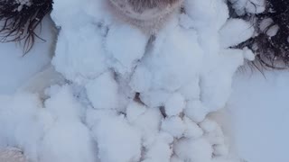 Springer Spaniel Becomes One with the Snow