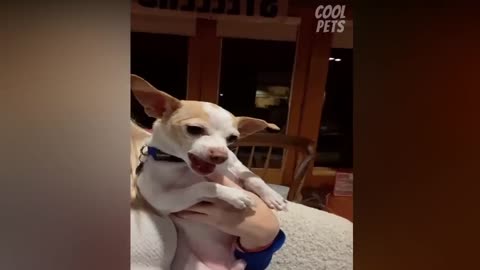 Angry chihuahua