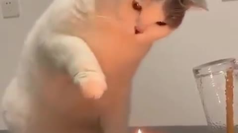 A cat plays with a candle