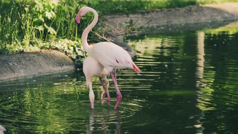 Videos, colorful couple flamingos loose in nature at the lake.