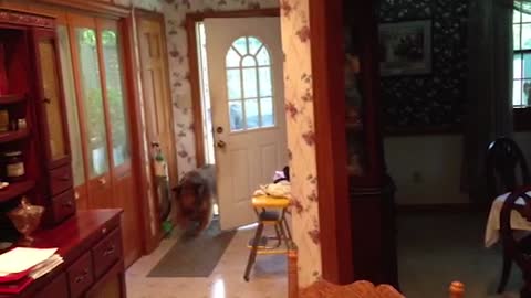 Amazing dog can open and close doors!