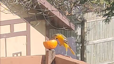Oriole Bird Eats Orange