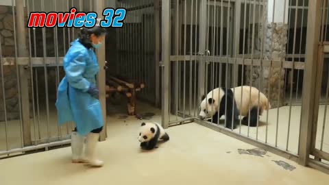 Panda keeper gIves the baby cub back to his mum