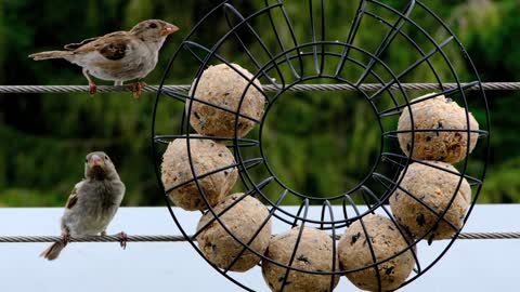 A bird takes breakfast