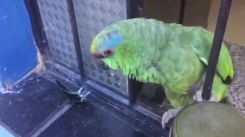 Parrot talking very funny funny