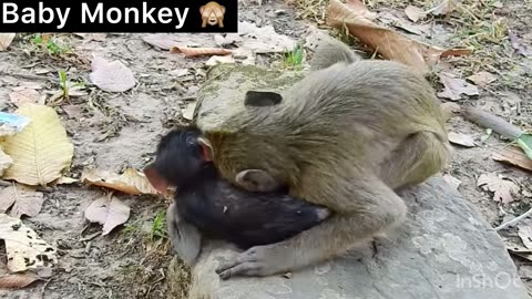 O.M.G! What's Adult Doing Very Little Baby Monkey Like this! So Heavy Playing!