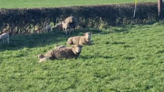 Some NIce Lambs And Sheep On A Field - On A Farm In Wales.