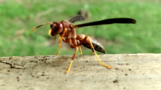 Wasp visits my front porch