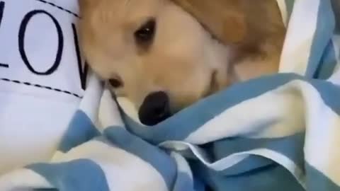 Puppy trying to sleep