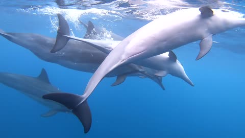 Snorkeling with a Super Pod of Dolphins