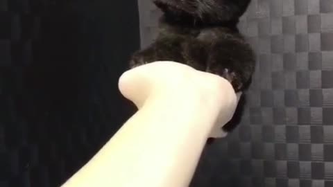 This little black cat looks so cute, squatting in the owner's palm and motionless.