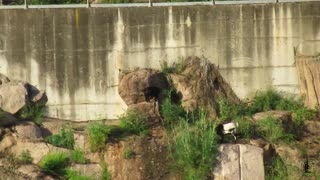 Goats at the dam - Outside Adventures