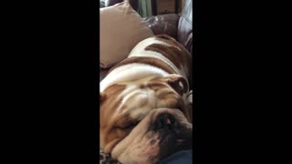 English Bulldog Snoring very loudly!