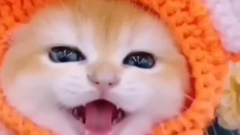 le Baby Cat Meowing Loudly 🐈 What A Beautiful Sound 🙏 #shorts