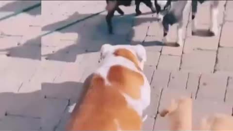 Dog training videos #Tagshort video