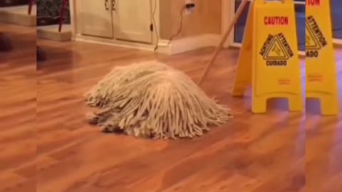 Dog looks like a mop