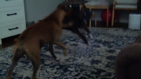 Two boxer dogs play fighting