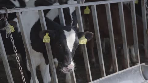 Close up cow feeding on milk farm. Cow on dairy farm eating hay