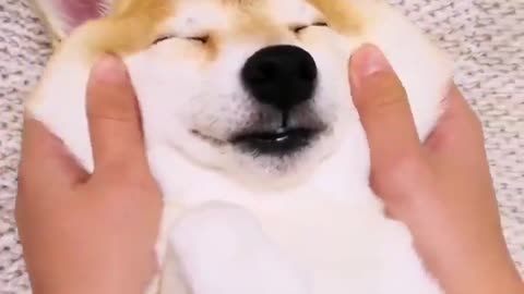 Smiling face dog