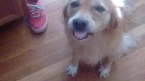 Dog has funny way of eating peanut butter!