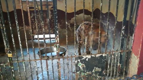 Close Record Of African Hyena In Zoo Cage