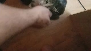 Little kitten ear rub