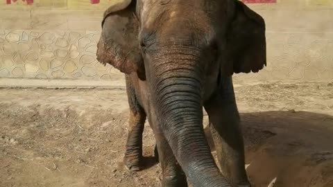 Cute elephant playing in the dirt