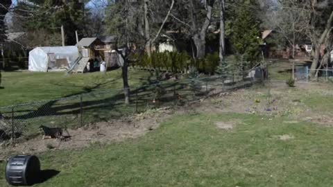 Three dogs playing