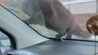 Cat Keeps Getting Startled by Car Horn