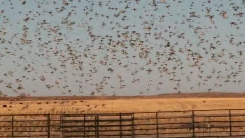 Fall migration of ducks near Lava Ridge