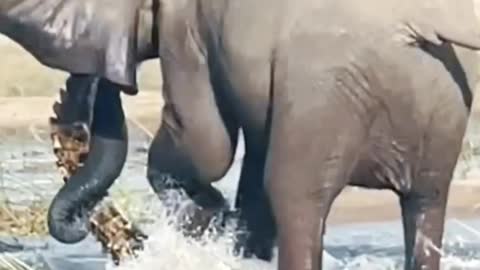 Elephant is killing The Crocodile | Elephant vs Crocodile Fight.