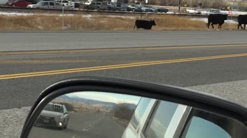 Montana Morning Cow Commute