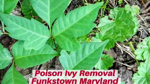 Poison Ivy Funkstown Maryland Landscaping The Best