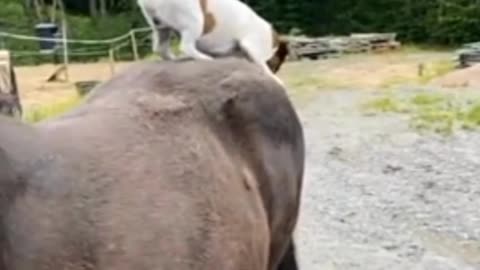 Helpful pup loves to scratch horse's back