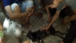 Arabic Childs tries to help dog to say alive