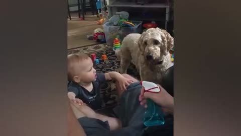 Baby playing with dog